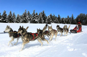 Chalet des 2 Ecureuils - chiens de traineau